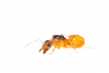 Camponotus fedtschenkoi